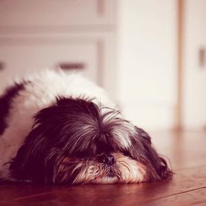 Meet your Posher, Gizmo'to